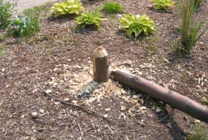 Beaver Damage