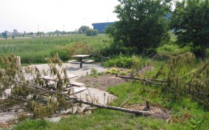 Downed Beaver Damage