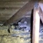 Raccoon In an Attic