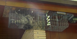 Raccoon in a soffit trap