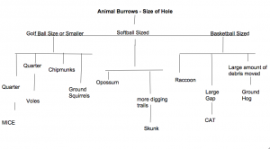 Diagnose animal burrows