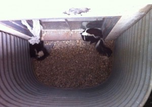 Skunks In Drain Well