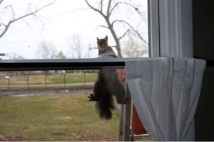 This image has an empty alt attribute; its file name is Squirrel-On-Window-300x200.jpg