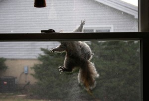 This image has an empty alt attribute; its file name is Squirrel-Problems-300x203.jpg
