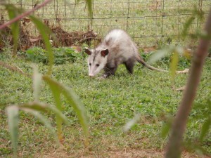 possum-183851_960_720