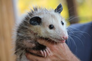 possum-478162_960_720