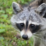 raccoons-in-the-wild-2-1624835