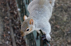 This image has an empty alt attribute; its file name is squirrel-111258_960_720-300x196.jpg