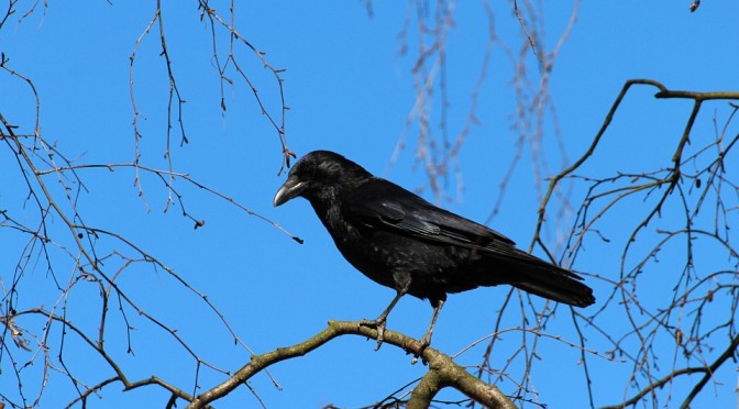 Crow in a tree