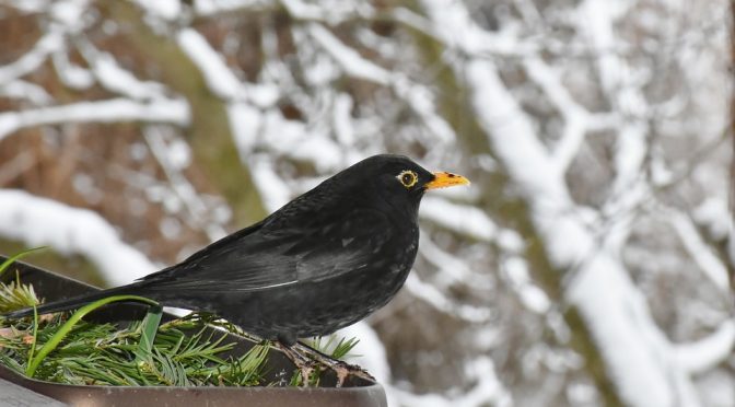 Blackbird sitting with snowy background