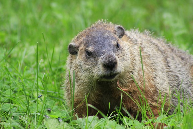 Groundhog Removal 