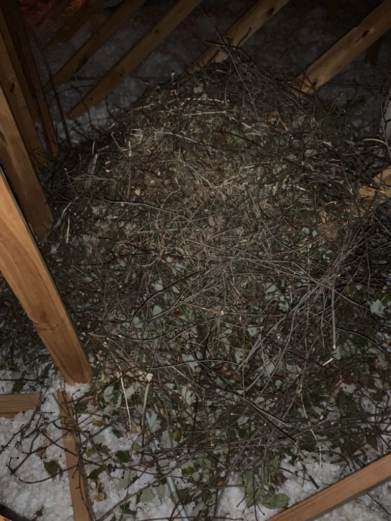 squirrel nest in attic