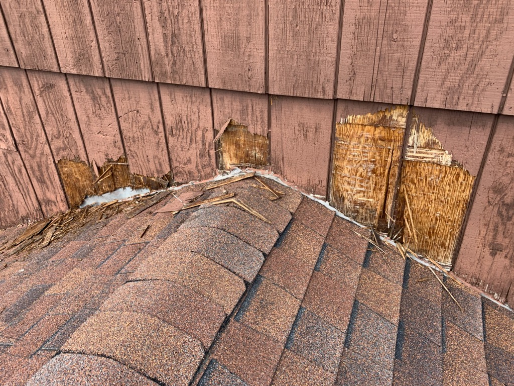 raccoon damage Downers Grove